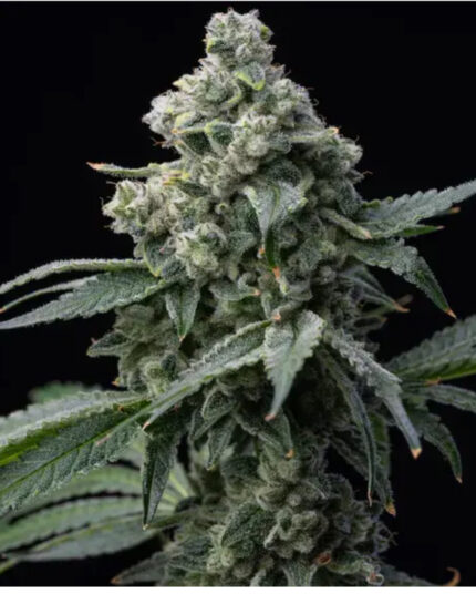 BRUCE BANNER STRAIN