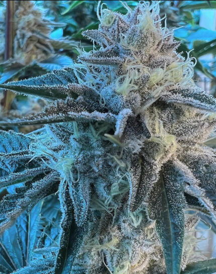 BLUE DREAMS