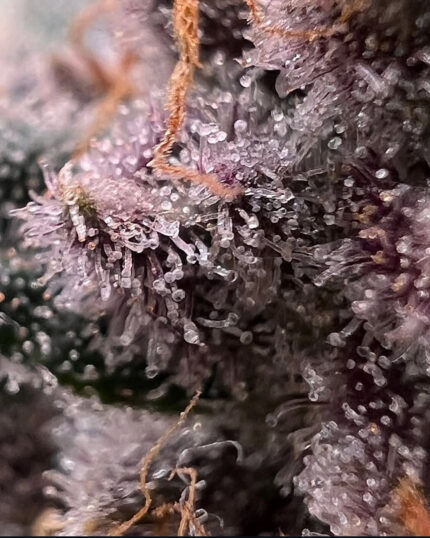 BLUE DREAMS