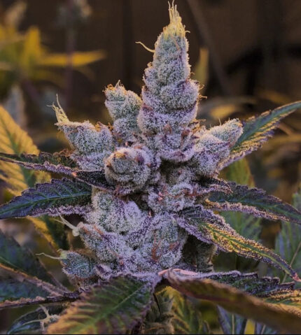 LEMON HAZE AUTO STRAIN
