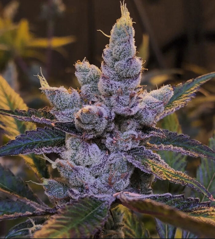 LEMON HAZE AUTO STRAIN
