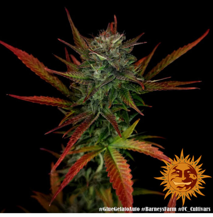 GLUE GELATO AUTO