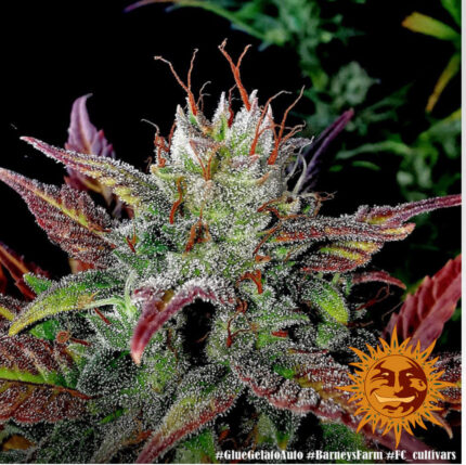 GLUE GELATO AUTO