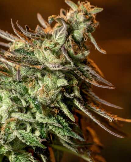 ZKITTLEZ OG STRAIN