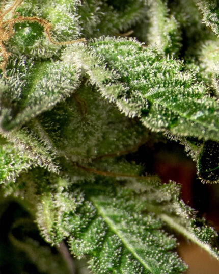 ZKITTLEZ OG STRAIN
