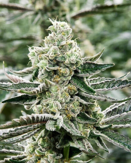 ANIMAL COCKTAIL STRAIN