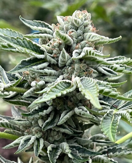 CHEM 91