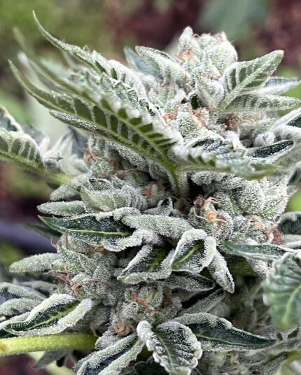 CHEM 91