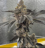 GMO BX PHENO NUMBER 4