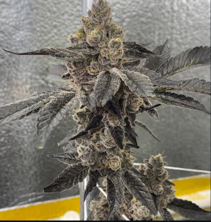 GMO BX PHENO NUMBER 4