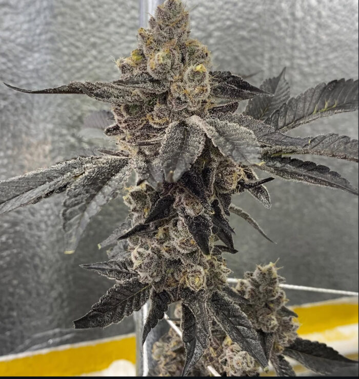 GMO BX PHENO NUMBER 4