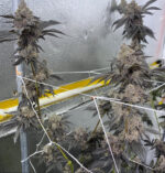 GMO BX PHENO NUMBER 4