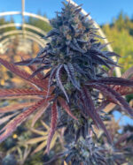 DOS SI DOS AUTO STRAIN