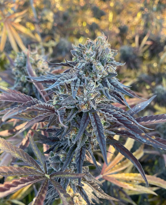 DOS SI DOS AUTO STRAIN