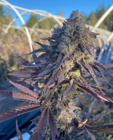 DOS SI DOS AUTO STRAIN