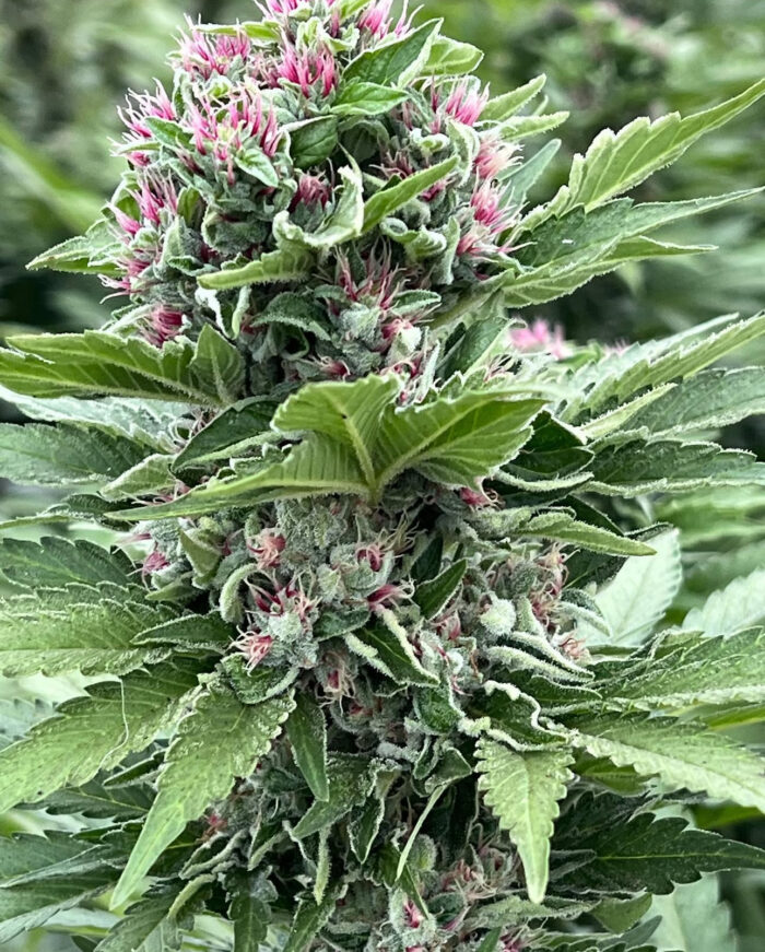 PAPAYA POWER