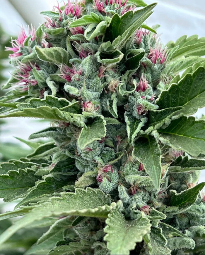 PAPAYA POWER