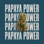PAPAYA POWER