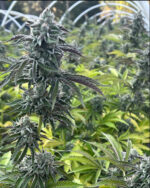 RS11 X BANANA OG STRAIN