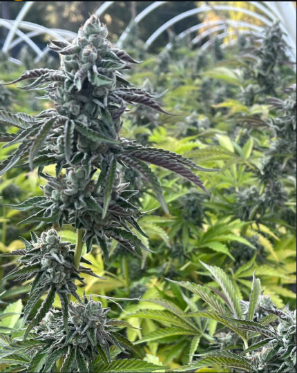 RS11 X BANANA OG STRAIN