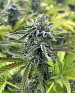 RS11 X BANANA OG STRAIN