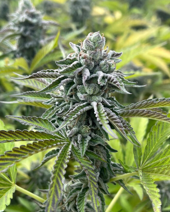 RS11 X BANANA OG STRAIN