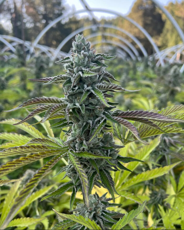 RS11 X BANANA OG STRAIN