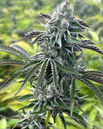 RS11 X BANANA OG STRAIN