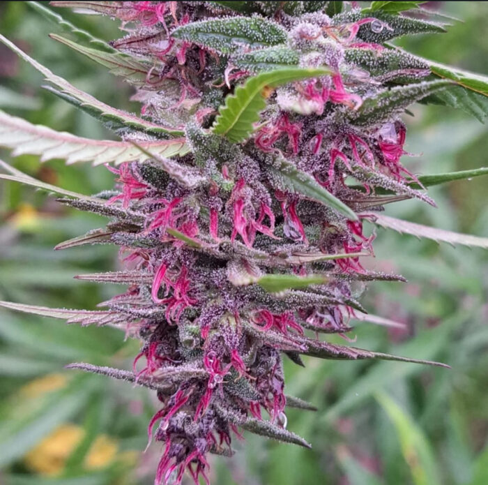 LOLAB VALLEY LEMON KASHMIRI