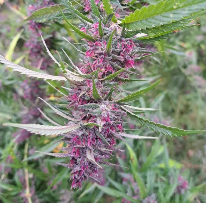 LOLAB VALLEY LEMON KASHMIRI