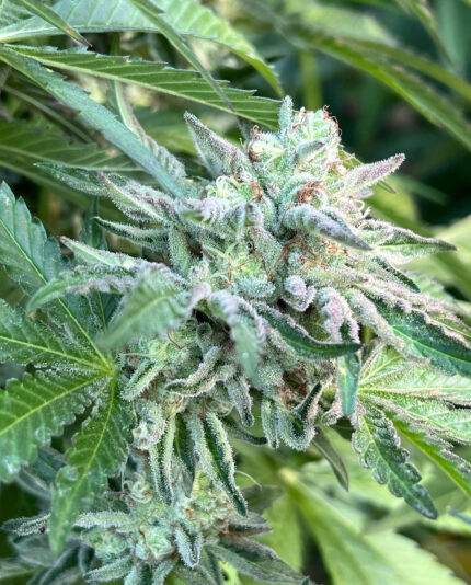 BUBBLE BATH STRAIN