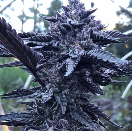 GELATO 33 X WEDDING CAKE