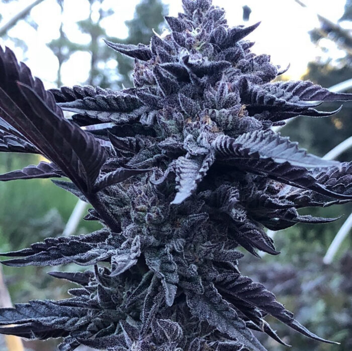GELATO 33 X WEDDING CAKE