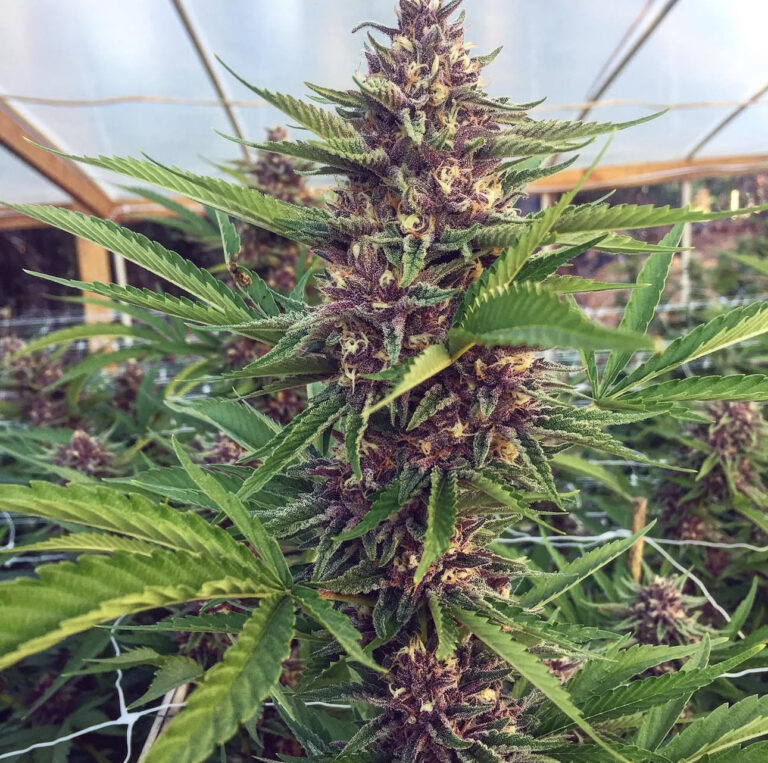 FORBIDDEN FRUIT