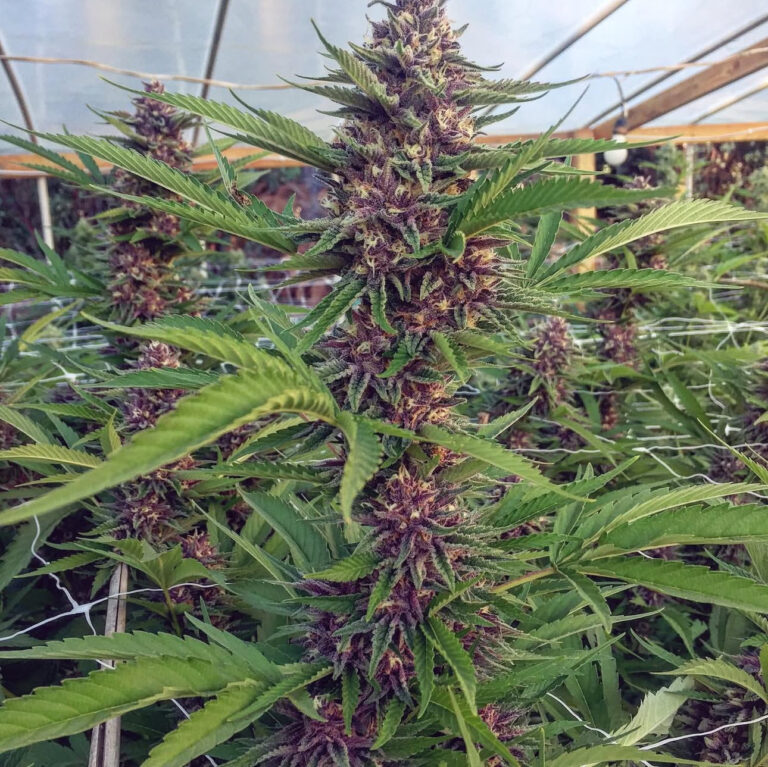 FORBIDDEN FRUIT