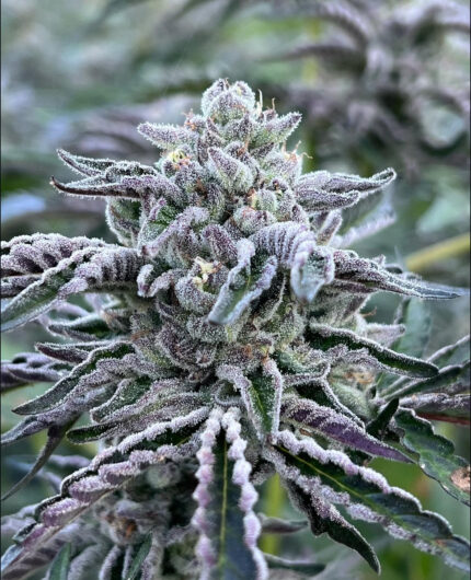 WHITE RUNTZ