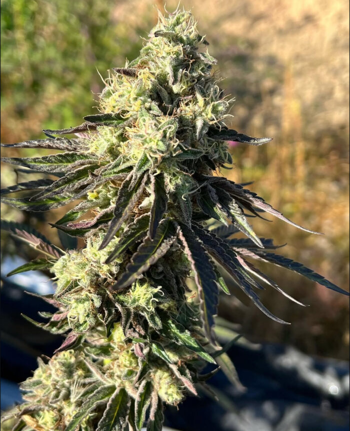 GMO COOKIES
