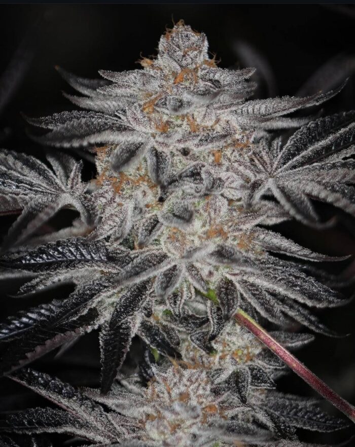 LEMON CHERRY GALATO STRAIN