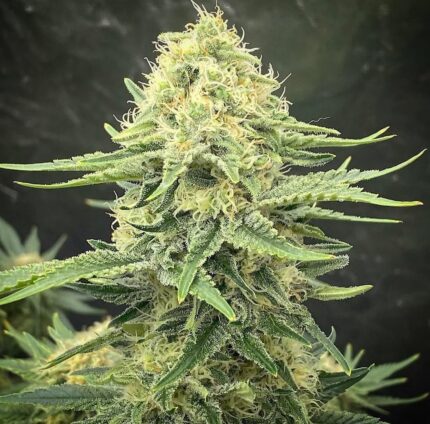 G13 HAZE SRAIN
