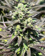 WIDOW REMEDY REGULAR