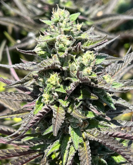 WIDOW REMEDY REGULAR