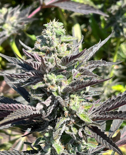 WIDOW REMEDY REGULAR