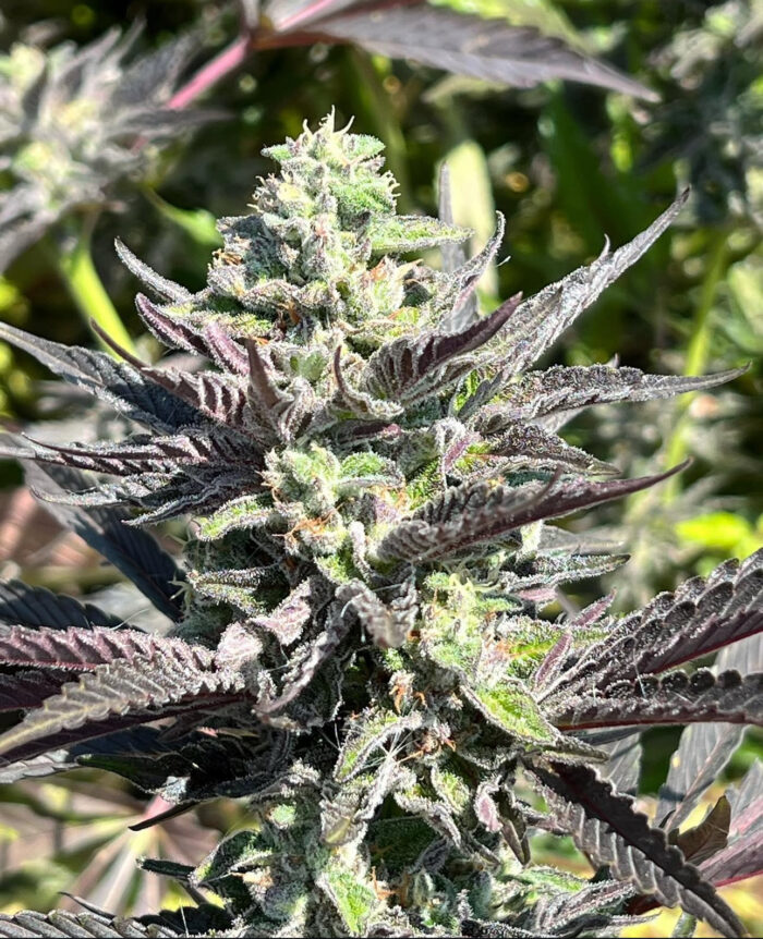 WIDOW REMEDY REGULAR