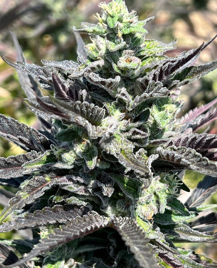WIDOW REMEDY REGULAR