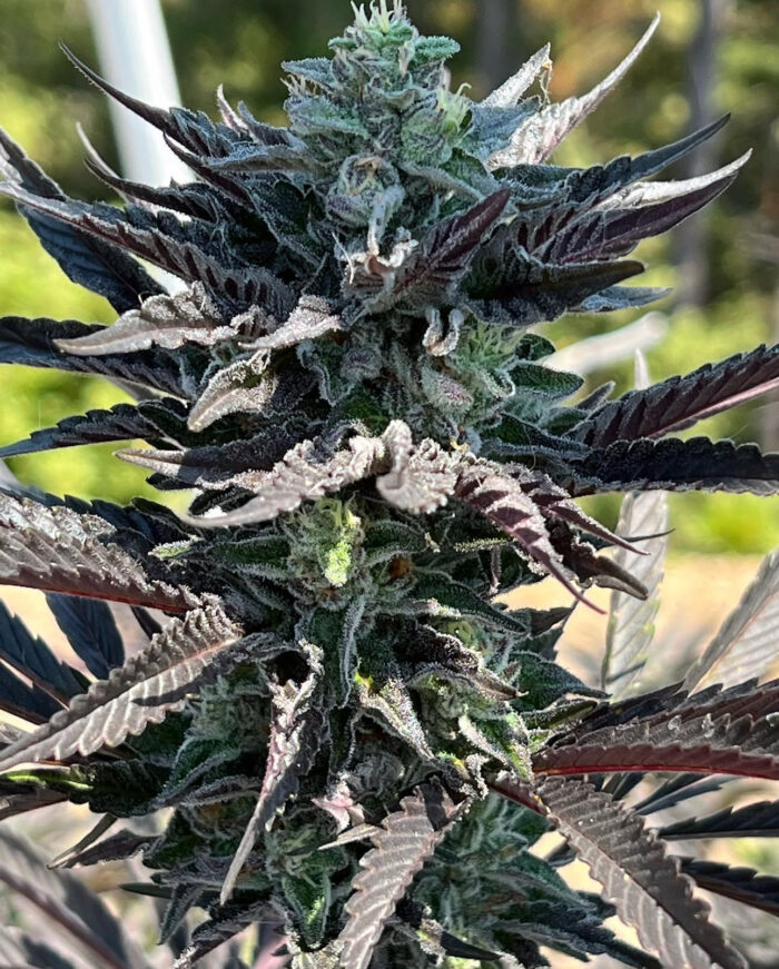 WIDOW REMEDY REGULAR